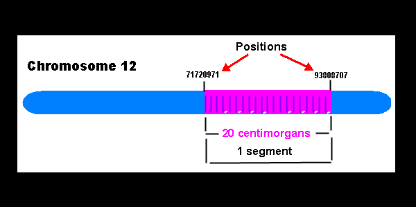 diagram of 20 cm within a chromosome