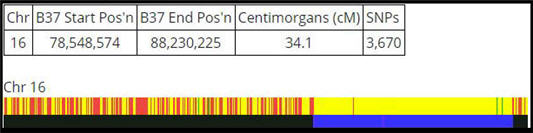 chromosome 16 with data table and colored sections showing shared DNA